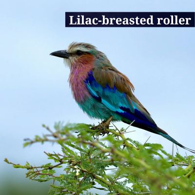 Lilac-breasted roller