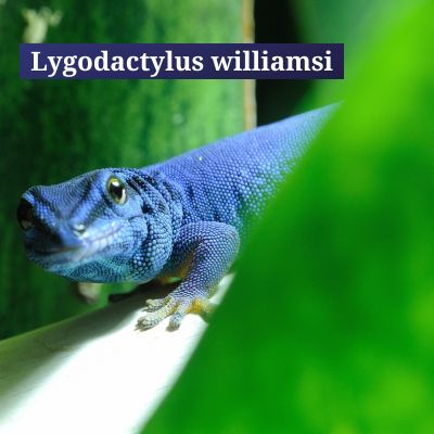 Lygodactylus williamsi