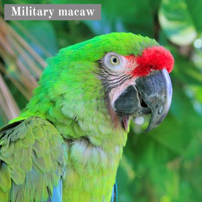 Military macaw