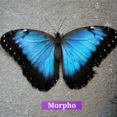 Morpho