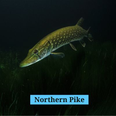 Northern Pike