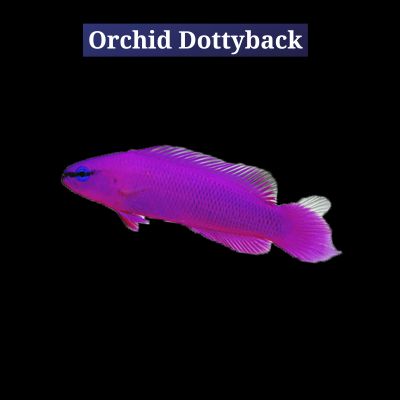 Orchid Dottyback