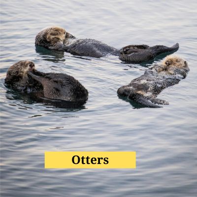 Otters