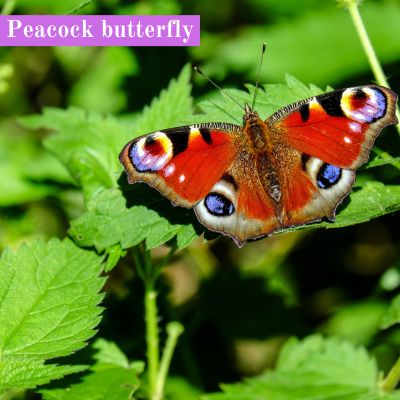 Peacock butterfly