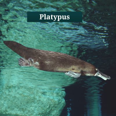 Platypus