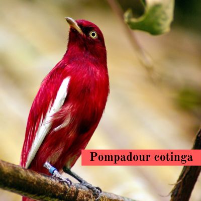 Pompadour cotinga