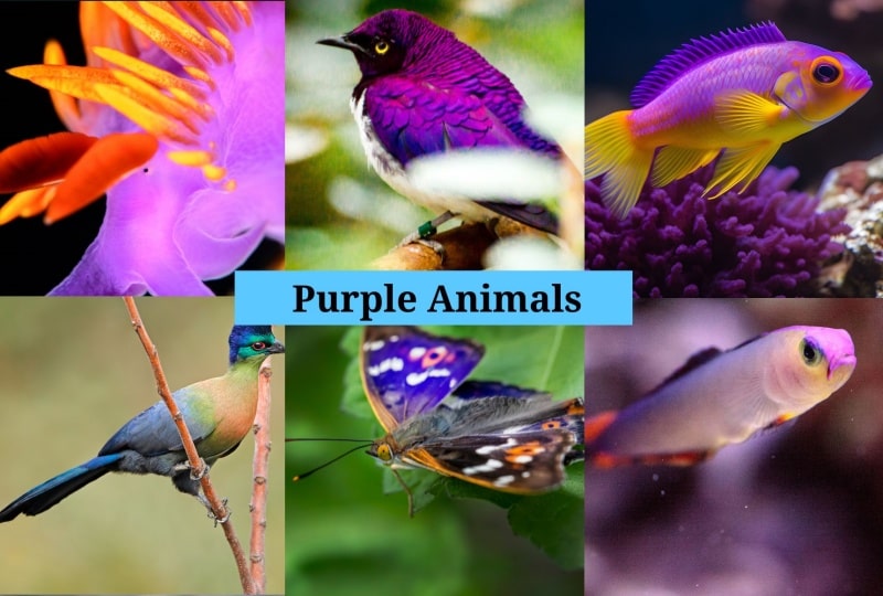 Purple Animals