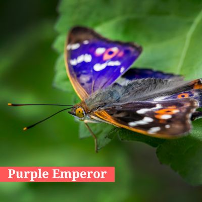 Purple Emperor