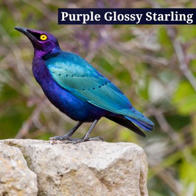 Purple Glossy Starling