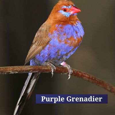 Purple Grenadier