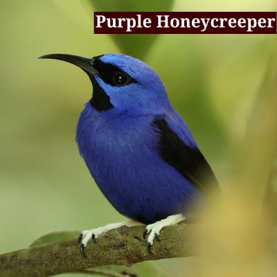 Purple Honeycreeper