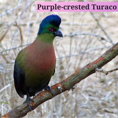 Purple-crested Turaco