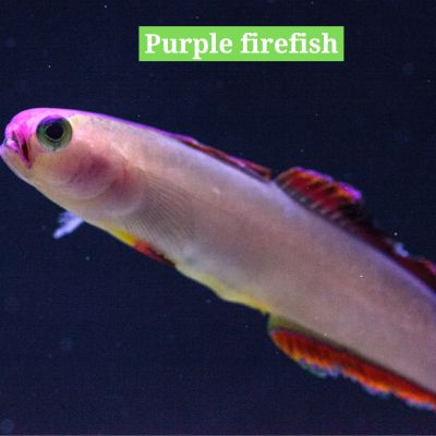 Purple firefish