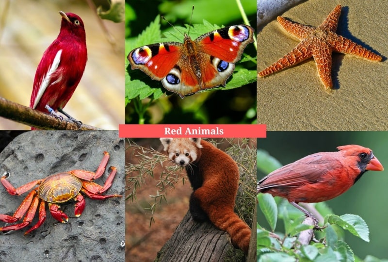 Red Animals