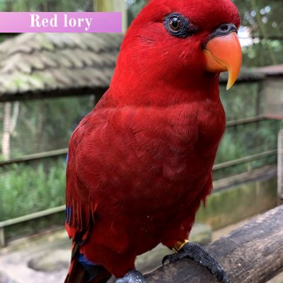 Red lory