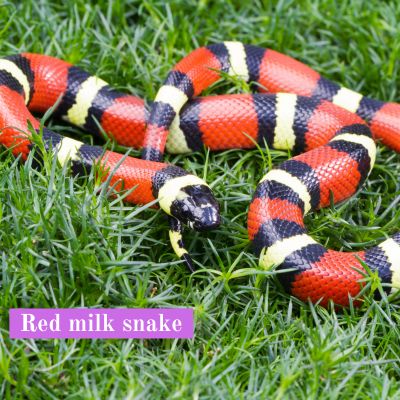 Red milk snake