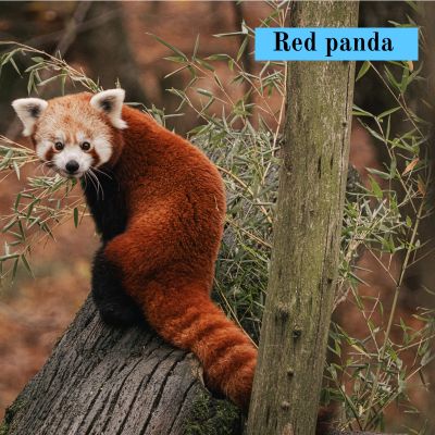 Red panda