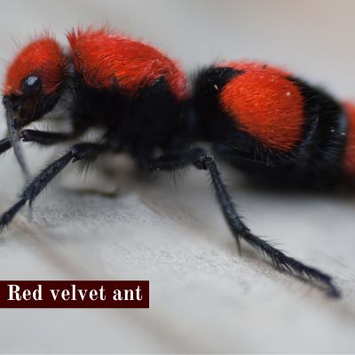 Red velvet ant