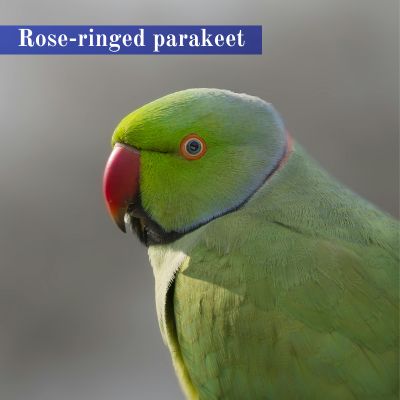 Rose-ringed parakeet