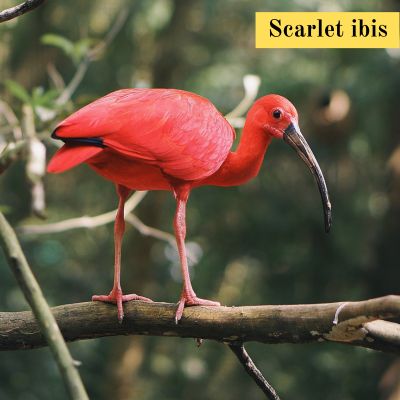 Scarlet ibis