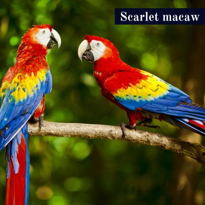 Scarlet macaw