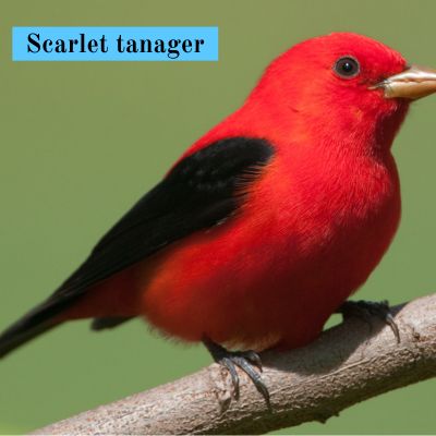 Scarlet tanager