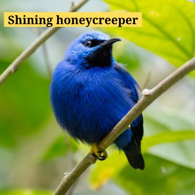 Shining honeycreeper