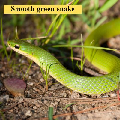 Smooth green snake