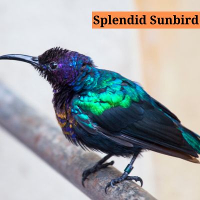 Splendid Sunbird