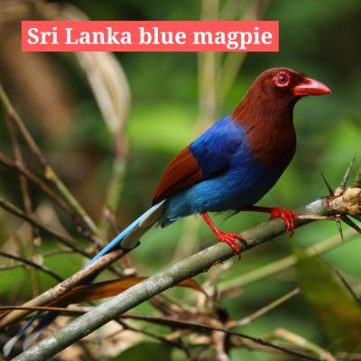 Sri Lanka blue magpie