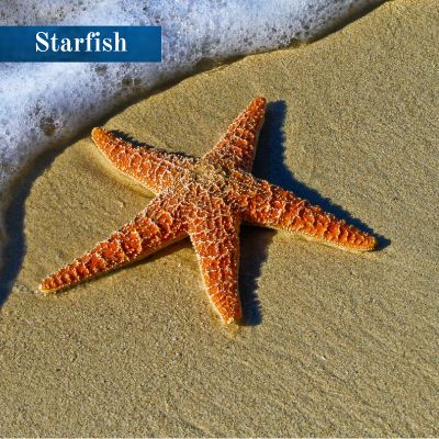 Starfish