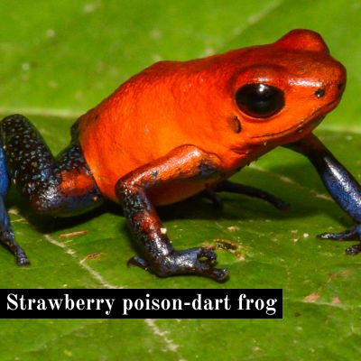 Strawberry poison-dart frog