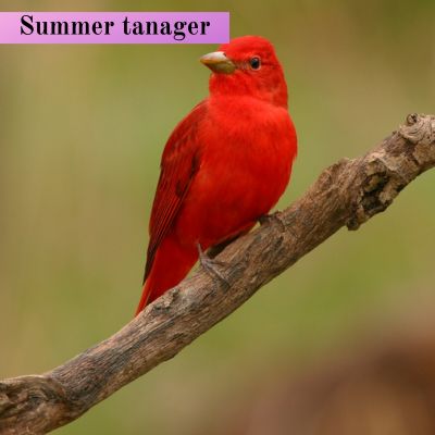 Summer tanager