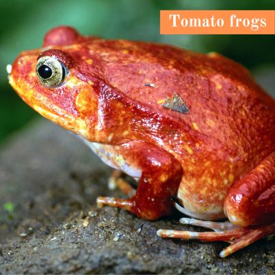 Tomato frogs