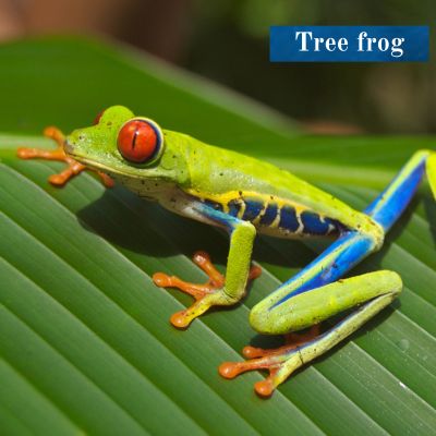 Tree frog