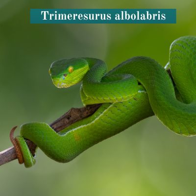 Trimeresurus albolabris