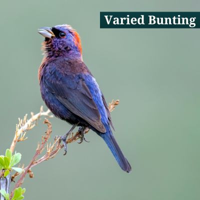 Varied Bunting