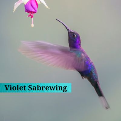 Violet Sabrewing