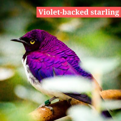 Violet-backed starling