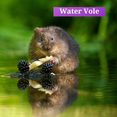 Water Vole