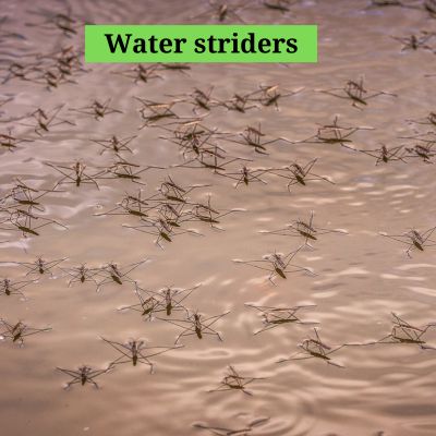 Water striders