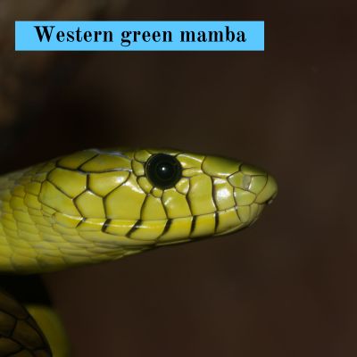 Western green mamba