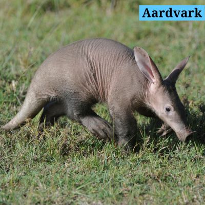 Aardvark