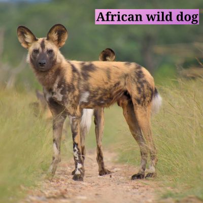 African wild dog