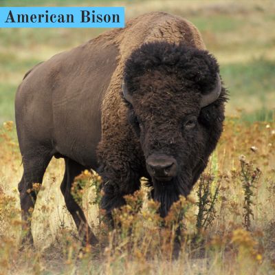 American Bison