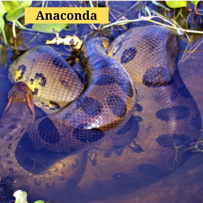 Anaconda