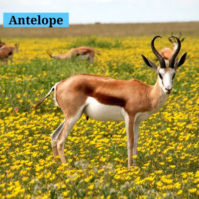 Antelope