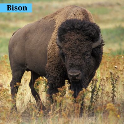 Bison