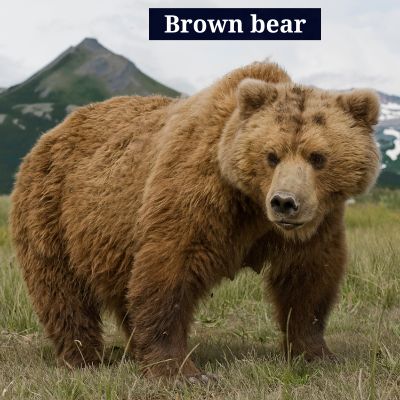 Brown bear