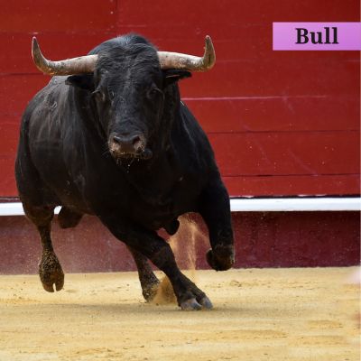 Bull